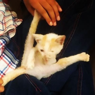 A young kitten resting on Suchit's lap